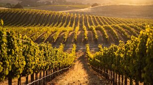 Vintage Wine Securities Litigation Settlement