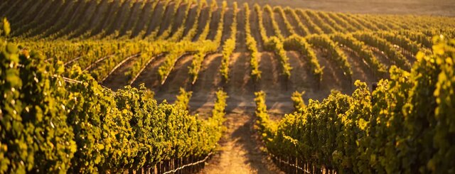 Vintage Wine Securities Litigation Settlement